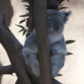 321-2099 San Diego Zoo - Queensland Koala